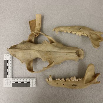 Media type: image;   Mammalogy 21531 Description: Image of skeleton specimen - dorsal view. dorsal view of skull.;